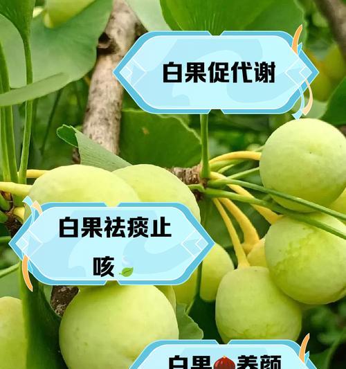 白果如何种植？种植时有哪些常见问题？