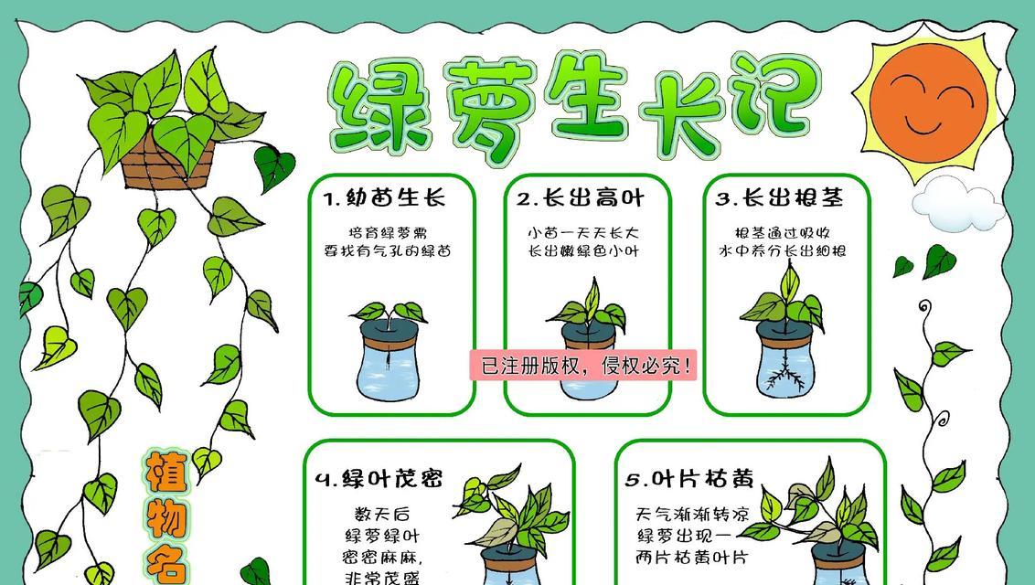 绿萝的种植方法是什么？如何确保绿萝健康生长？