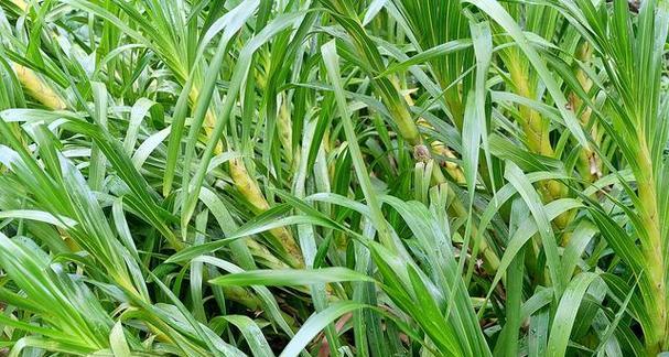 玉米草的最佳播种和收割时间是什么时候？