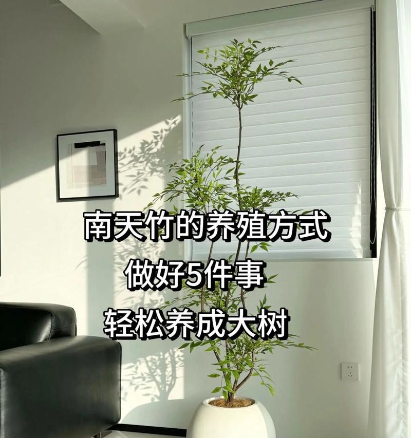 尖头唐竹如何种植？种植过程中需要注意什么？