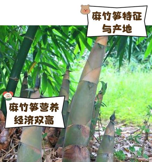 尖头唐竹如何种植？种植过程中需要注意什么？