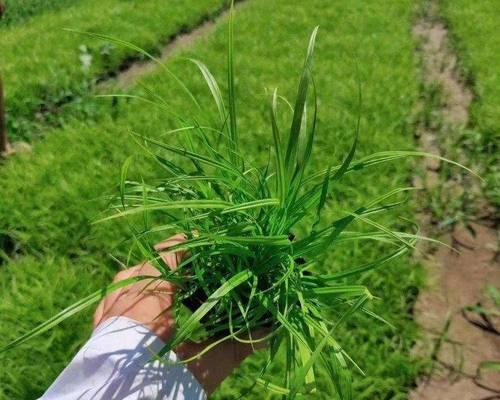 丛生薹草的种植要点是什么？