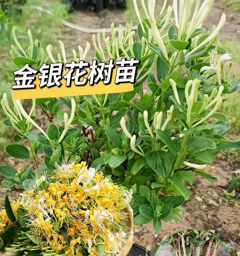 金银木如何种植？种植过程中有哪些关键步骤？