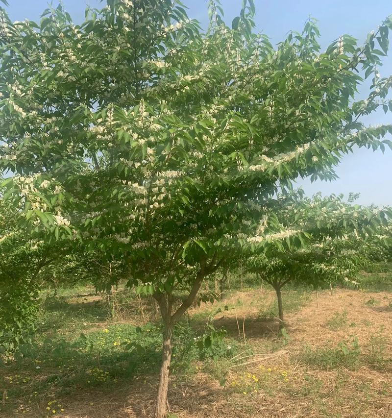 金银木如何种植？种植过程中有哪些关键步骤？
