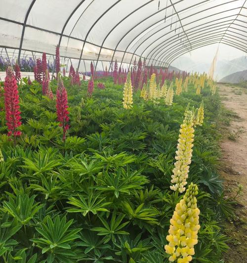 鲁冰花在北方种植可行吗？