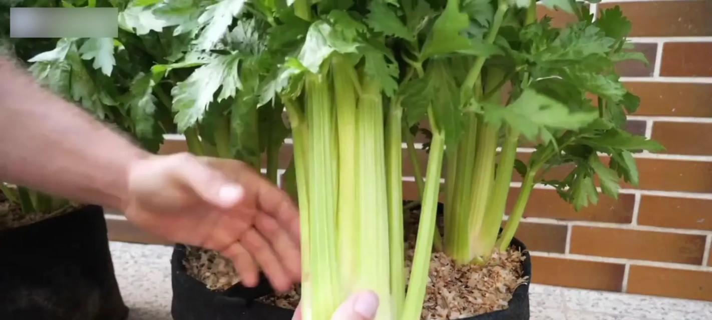 尖瓣芹如何种植？种植尖瓣芹有哪些常见问题？
