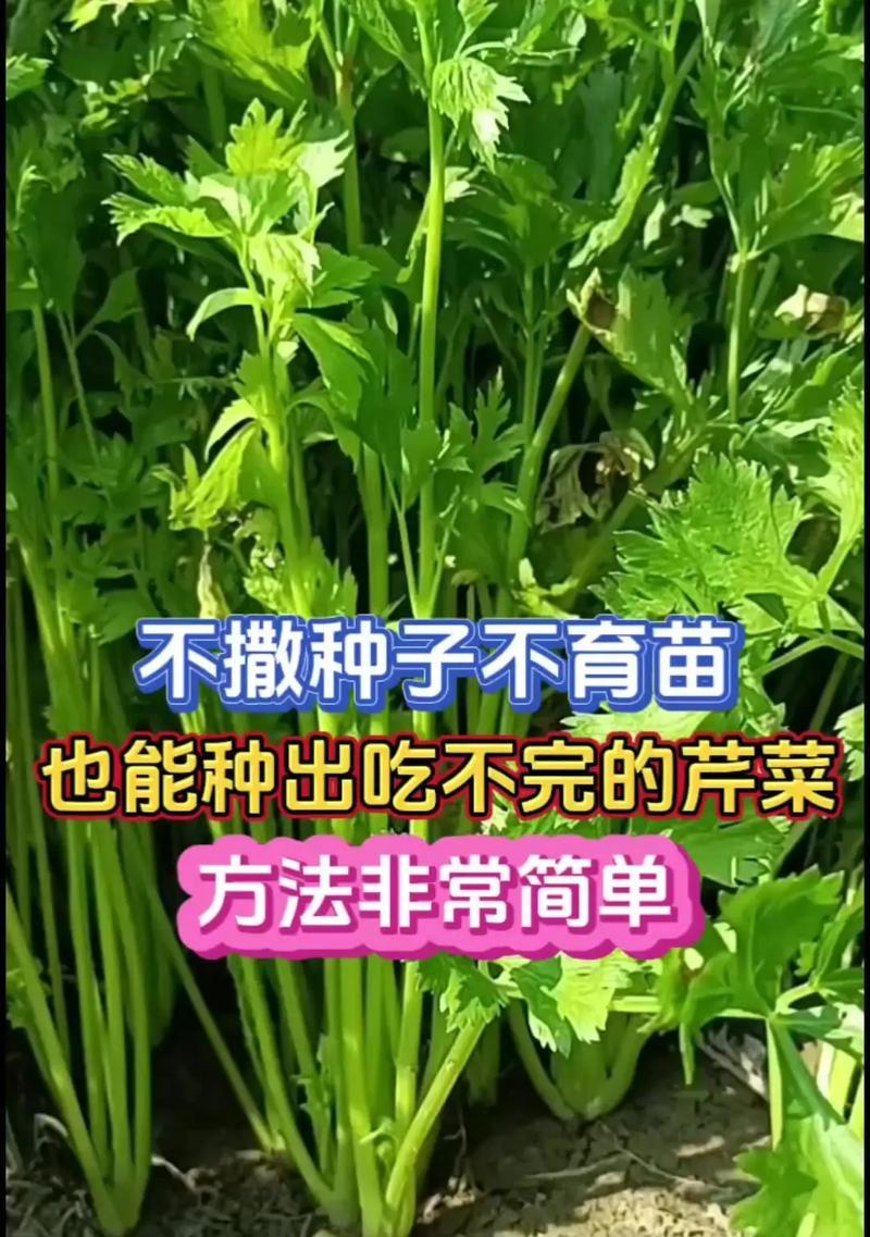 尖瓣芹如何种植？种植尖瓣芹有哪些常见问题？