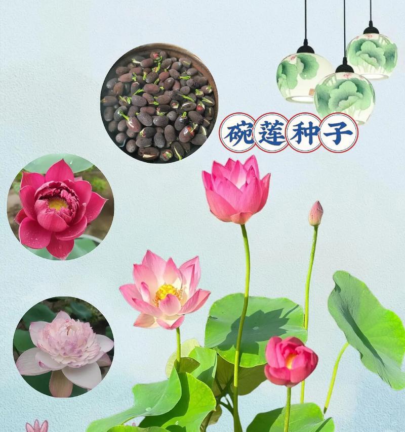 荷花种籽种的荷花能当年开花吗？荷花种籽种植的正确方法是什么？