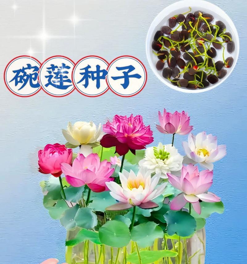 荷花种籽种的荷花能当年开花吗？荷花种籽种植的正确方法是什么？