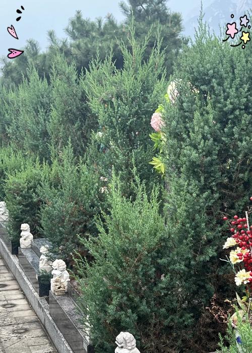 墓地适合种植哪些花草？如何选择能旺后人的植物？
