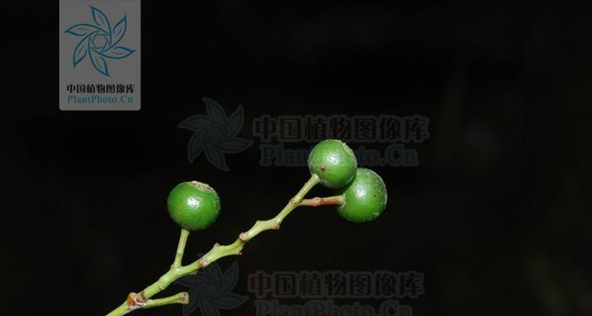 镰叶越桔种植有哪些常见问题？