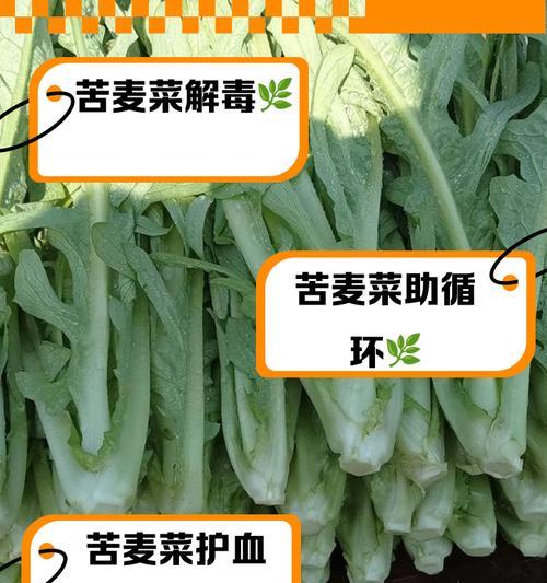 苦麦菜的施肥方法是什么？施肥量和施肥时间如何掌握？