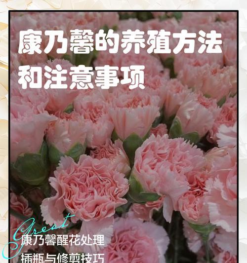 康乃馨养殖有哪些技巧？养殖康乃馨需要注意哪些事项？