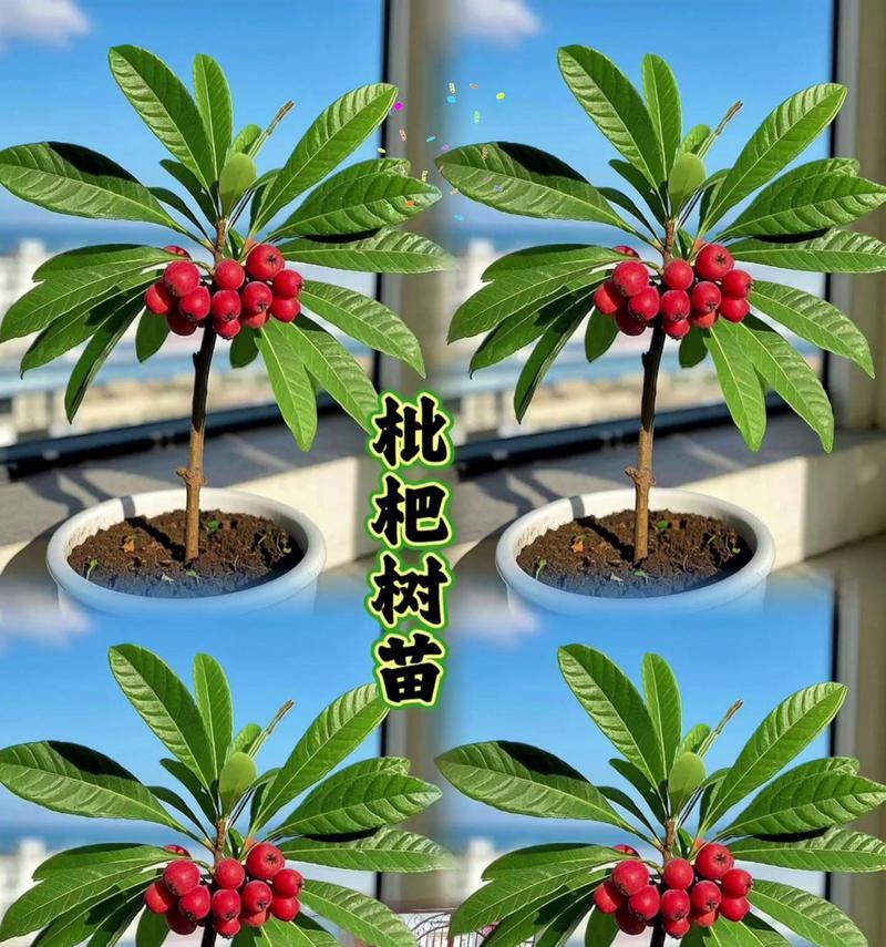 肥沃土壤适合种植哪些苗木？