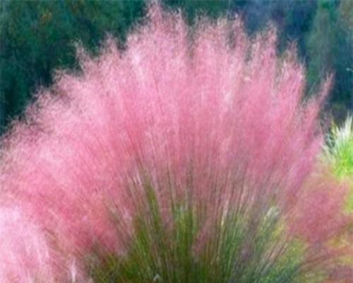 粉黛在哪个季节开花？粉黛的花期有多长？