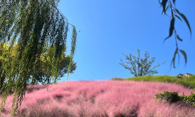 粉黛在哪个季节开花？粉黛的花期有多长？