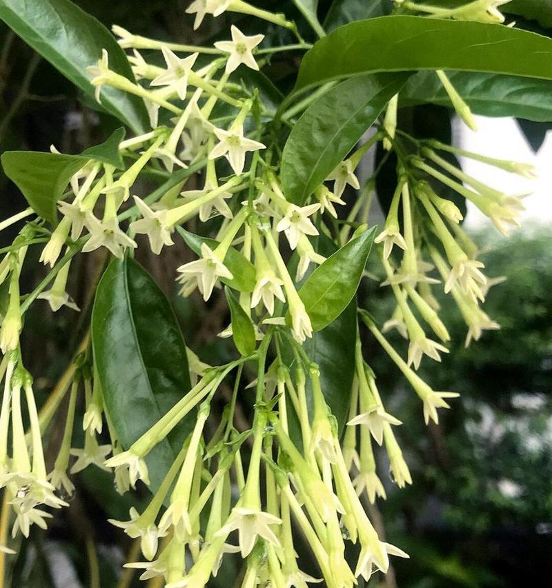 夜香木兰如何种植？种植时应注意哪些问题？