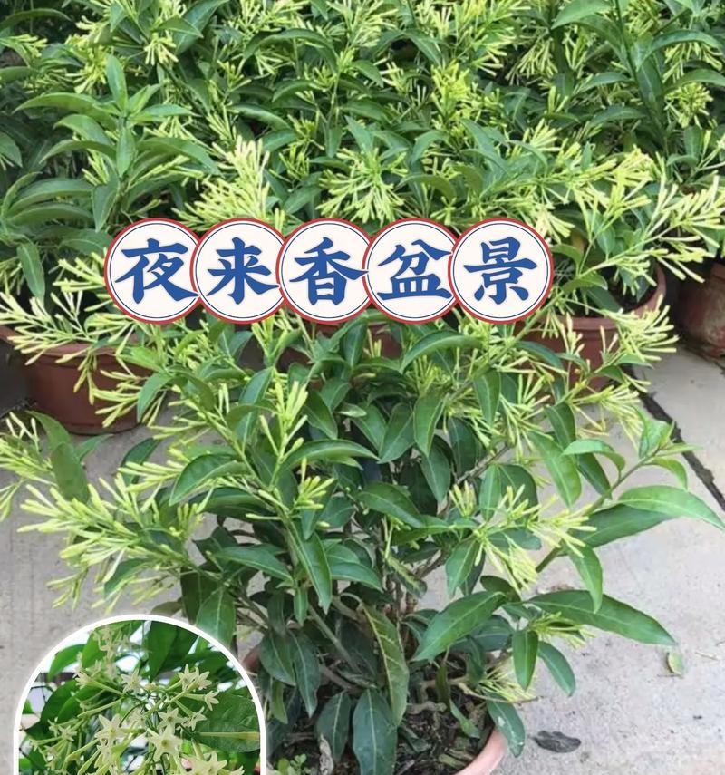 夜香木兰如何种植？种植时应注意哪些问题？