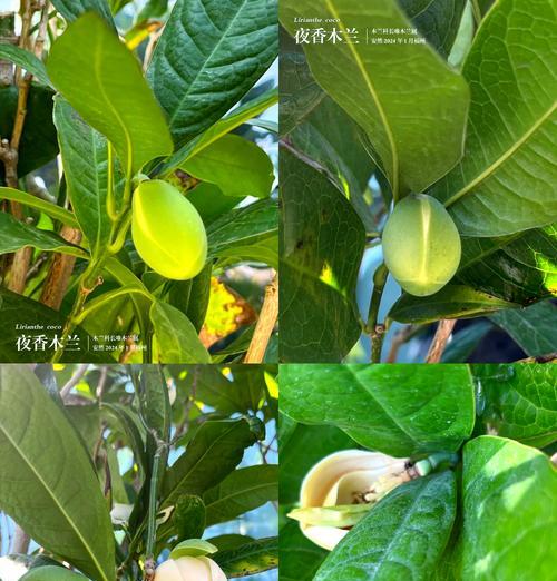 夜香木兰如何种植？种植时应注意哪些问题？