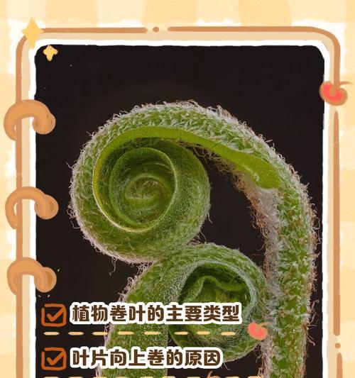卷叶光萼苔如何种植？有哪些要点？