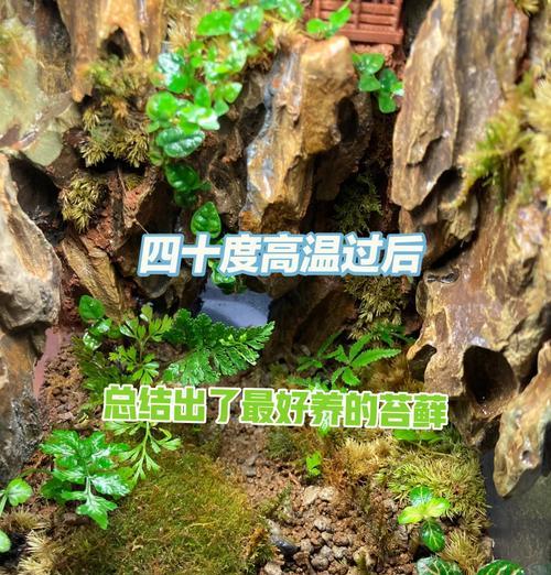卷叶光萼苔如何种植？有哪些要点？