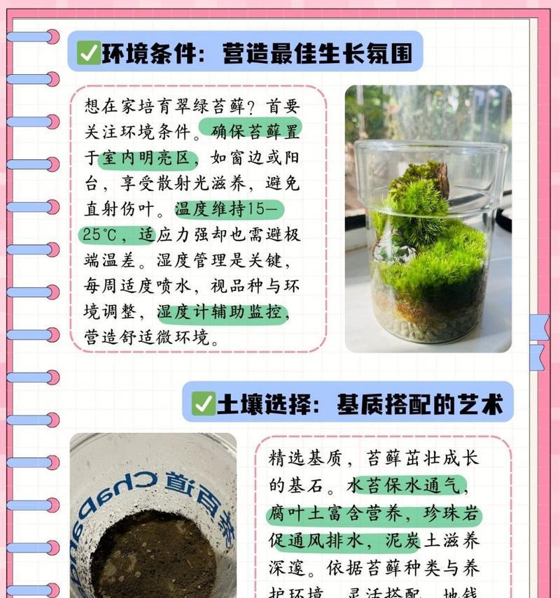 卷叶光萼苔如何种植？有哪些要点？