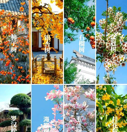 广东庭院适合种植什么树？选择广东庭院树木有哪些注意事项？