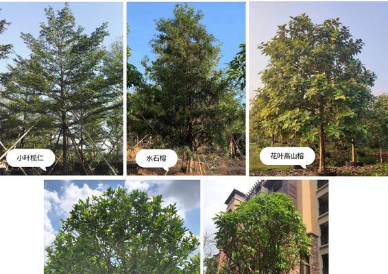 广东庭院适合种植什么树？选择广东庭院树木有哪些注意事项？