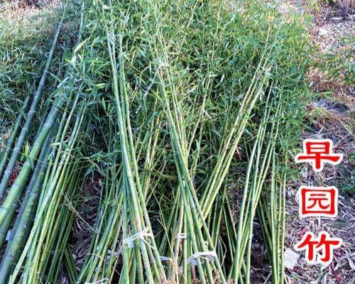 早园竹的种植技巧是什么？如何确保早园竹的快速生长？