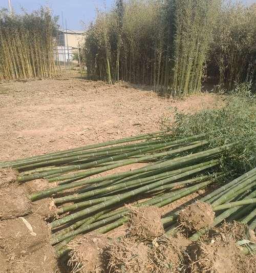 早园竹的种植技巧是什么？如何确保早园竹的快速生长？