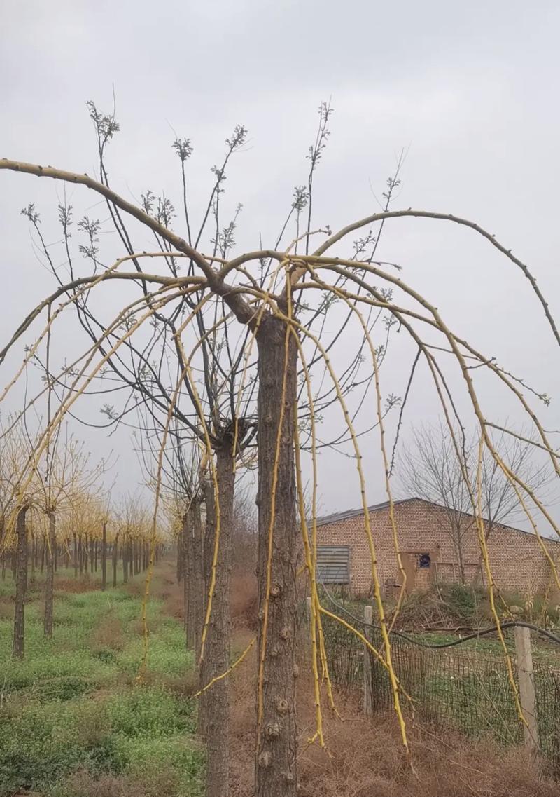 金叶槐怎么种植？种植金叶槐有哪些步骤？