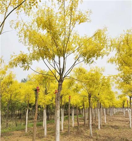 金叶槐怎么种植？种植金叶槐有哪些步骤？