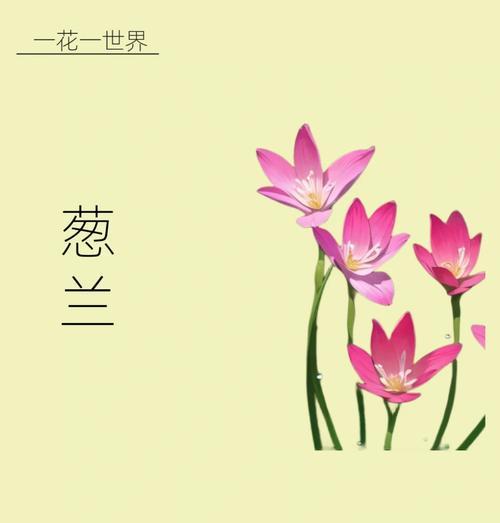 葱兰怎样种植？种植葱兰有哪些注意事项？