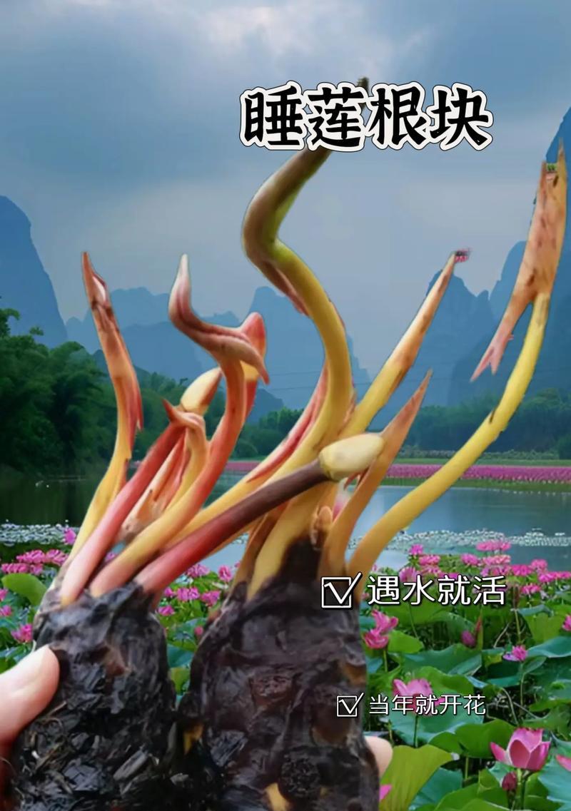 睡莲种球的标准规格？购买时应注意什么？