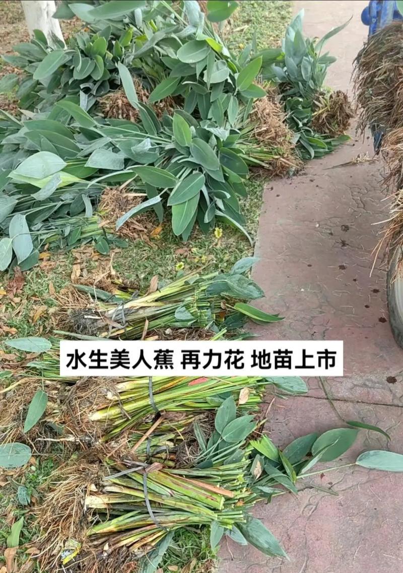 美人蕉夏天移栽需要多久才能成活？移栽美人蕉需要注意什么？