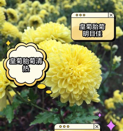 皇帝菊怎么种植？种植皇帝菊有哪些常见问题？