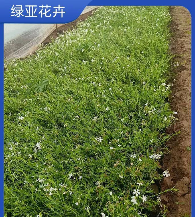 丛生福禄考和福禄考有什么区别？如何区分丛生福禄考和福禄考？
