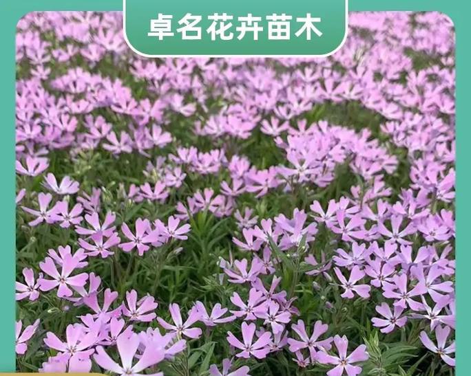 丛生福禄考和福禄考有什么区别？如何区分丛生福禄考和福禄考？