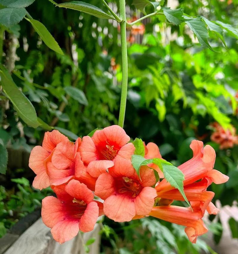凌霄花对墙面有损害吗？如何防止凌霄花对墙面造成损害？