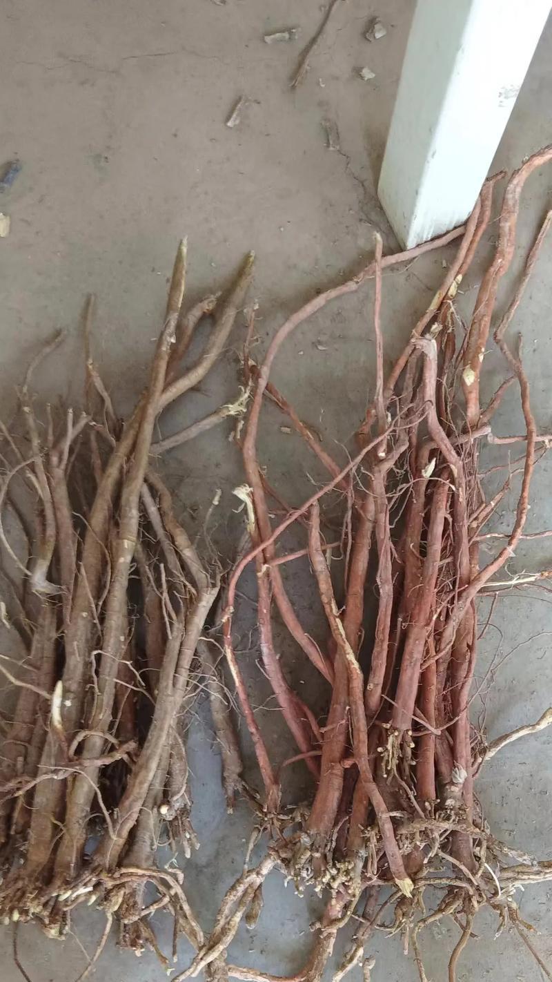 甘草的种植技巧是什么？最佳种植时间是什么时候？