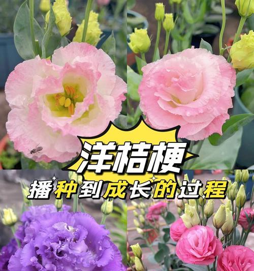 桔梗七月份可以播种吗？播种桔梗的最佳时间是什么时候？