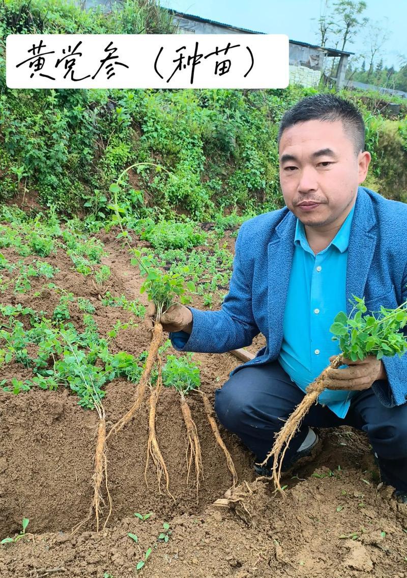 绿钟党参如何种植？种植绿钟党参有哪些技巧？
