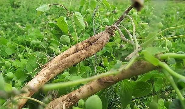 绿钟党参如何种植？种植绿钟党参有哪些技巧？