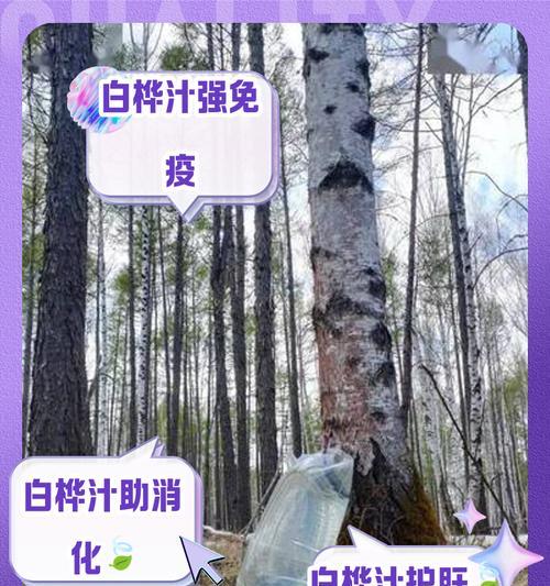 白桦树的种植技巧是什么？白桦种植有哪些常见问题？