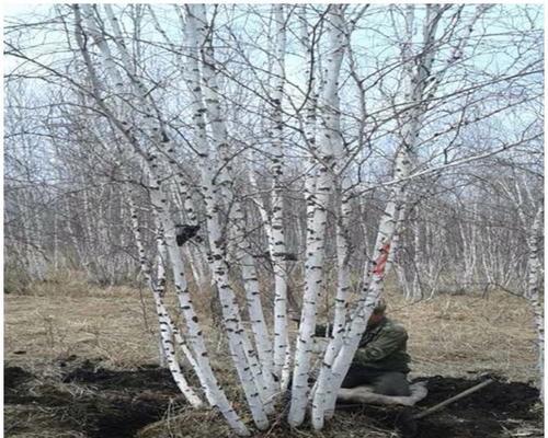 白桦树的种植技巧是什么？白桦种植有哪些常见问题？