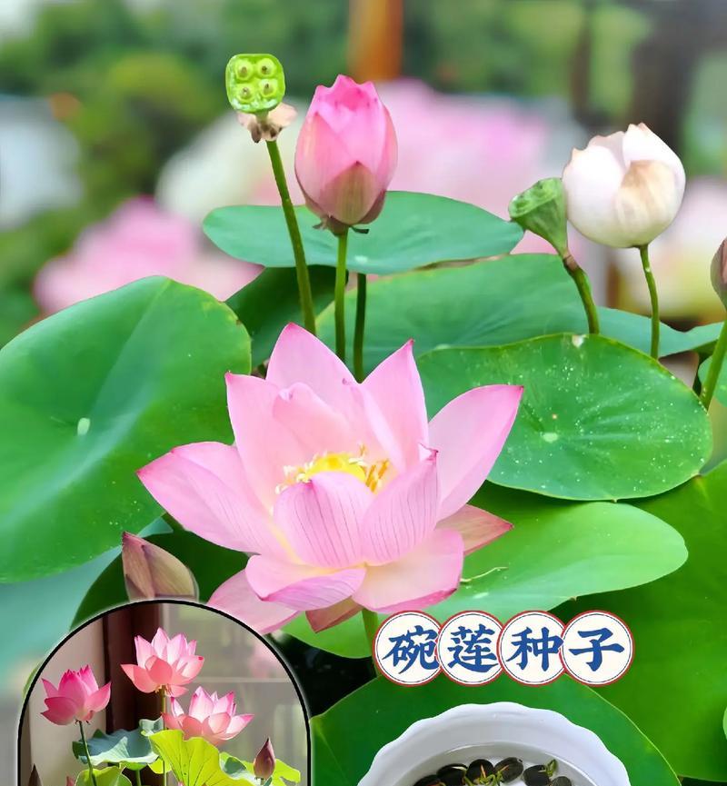 小溪中可以种植荷花吗？如何进行荷花的水生种植？