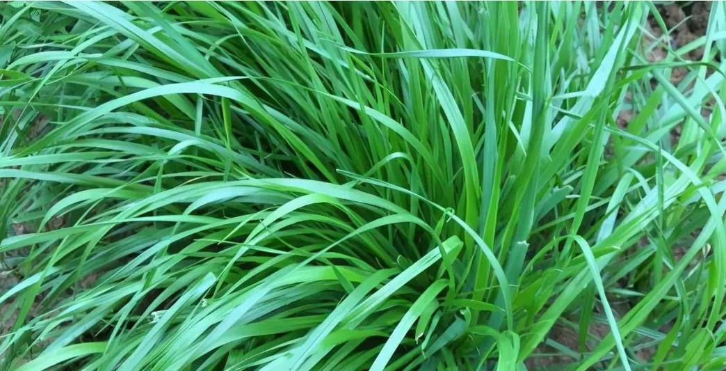 贵州常见养殖牧草有那些品种？这些牧草的生长条件是什么？