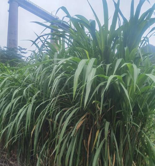 贵州常见养殖牧草有那些品种？这些牧草的生长条件是什么？