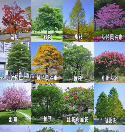 哪些开花乔木耐水湿？耐水湿乔木的种植技巧是什么？