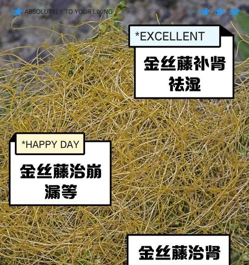川西金灯藤怎么种？种植过程中应注意什么？